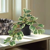Hoya en pot noir