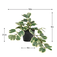 Hoya en pot noir