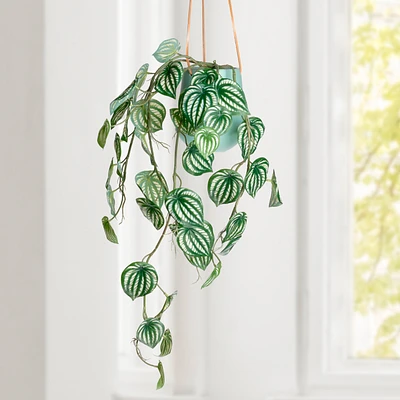 Plante tombante - Peperomia