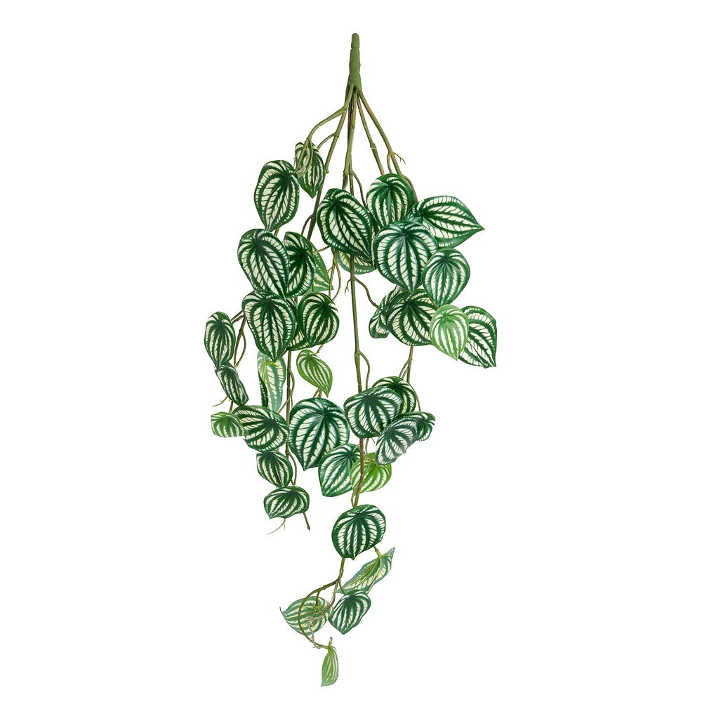 Plante tombante - Peperomia