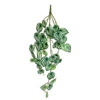 Plante tombante - Peperomia