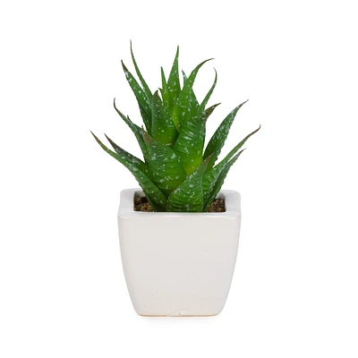 Succulent in white pot