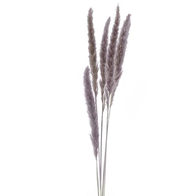 Set of 6 feather stems