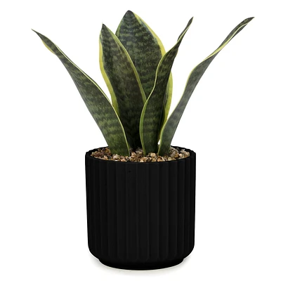 Sansevieria - Pot noir