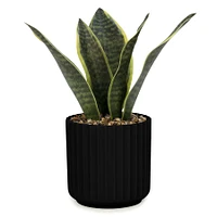 Sansevieria - Black pot