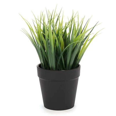 Green plant in pot