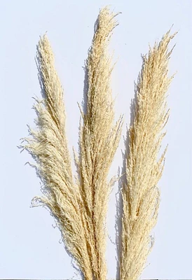 Oh’ SO Prairie Pampas Plumes