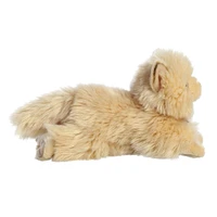 Chat Persan 8.5"