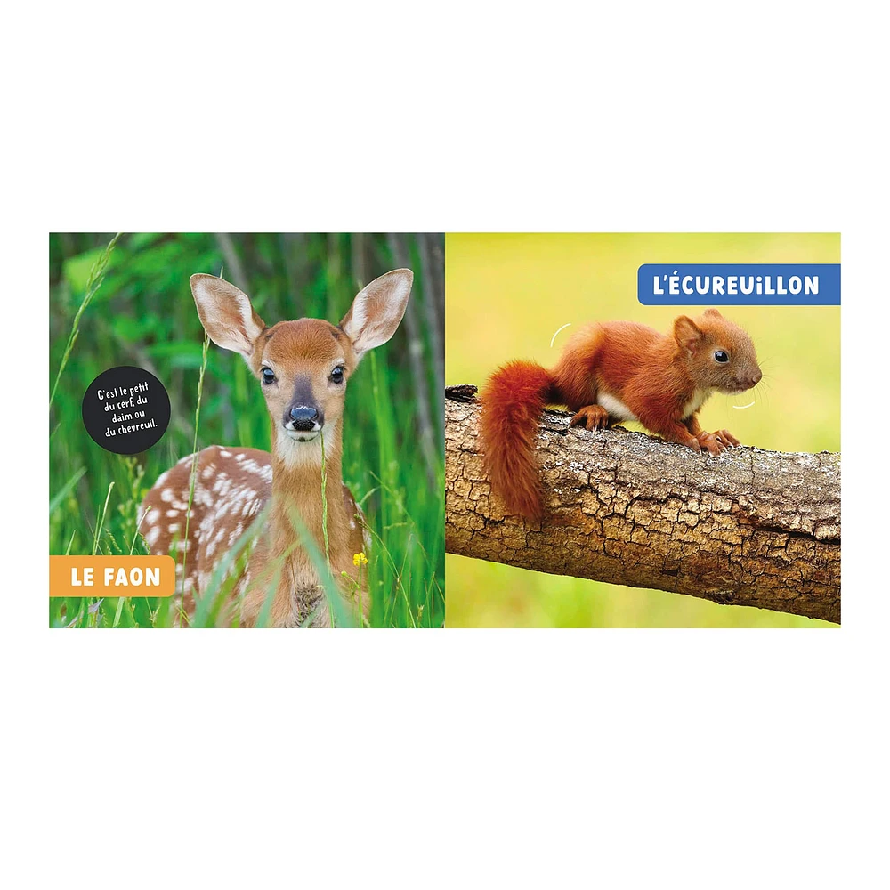 Les Bébés Animaux