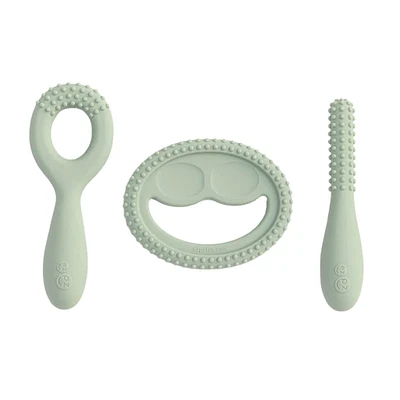 Ensemble Développement de Dentition - Sauge