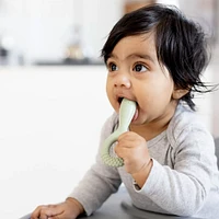 Ensemble Développement de Dentition - Sauge