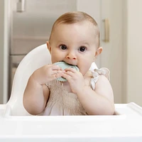 Ensemble Développement de Dentition - Sauge