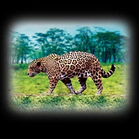 Lampe de Poche Projecteur - Animaux Sauvages