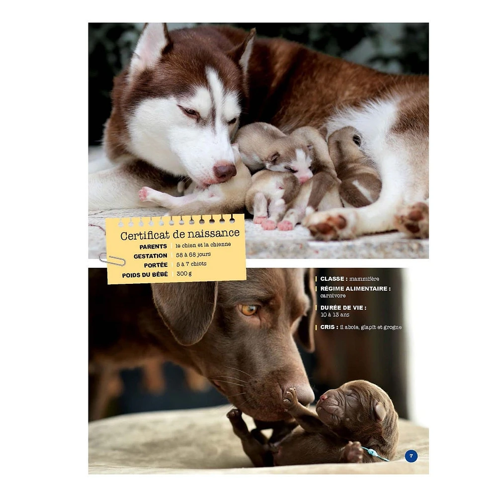 Mon Grand Animalier des Bébés Animaux