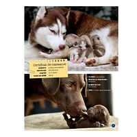 Mon Grand Animalier des Bébés Animaux