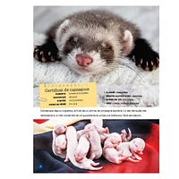 Mon Grand Animalier des Bébés Animaux