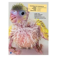 Mon Grand Animalier des Bébés Animaux