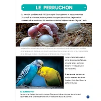 Mon Grand Animalier des Bébés Animaux