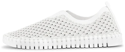 Tulip139 White