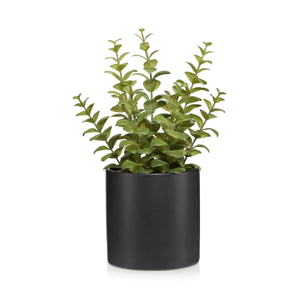 Ceramic Potted Apple Succulent