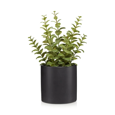 Ceramic Potted Apple Succulent