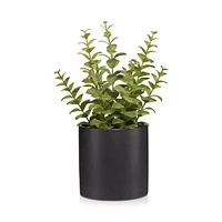 Ceramic Potted Apple Succulent
