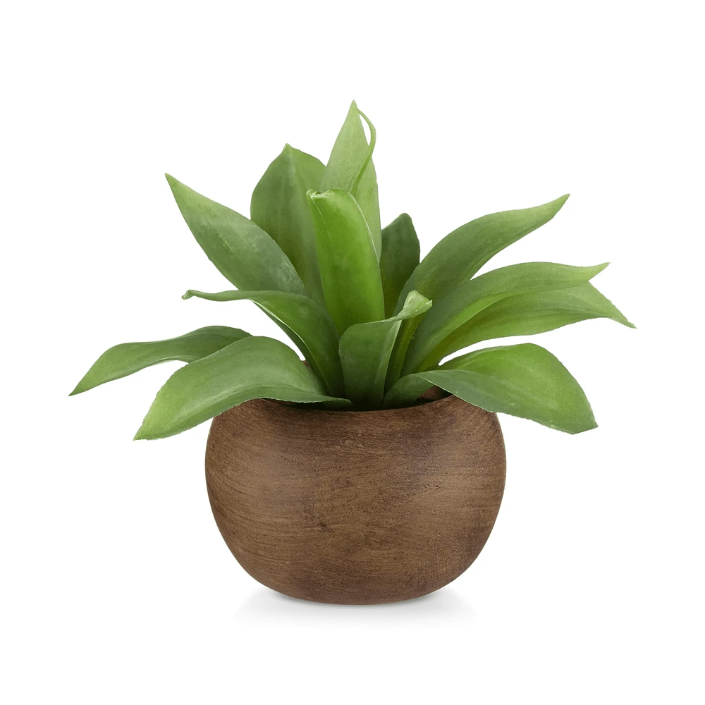 Agave in Pot