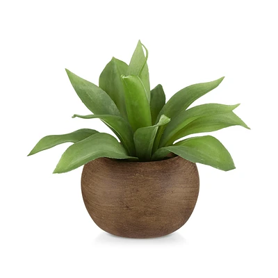Agave in  Pot
