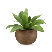 Agave in  Pot