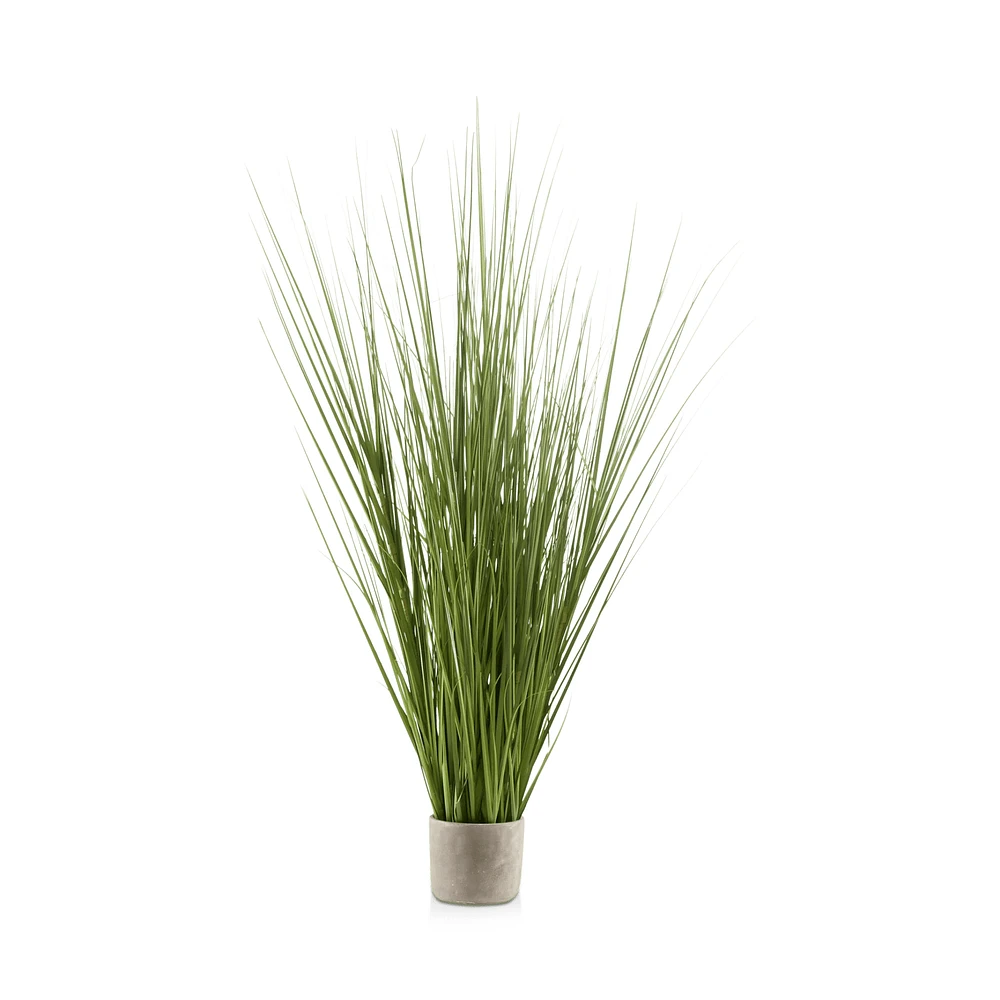 Tall Grass in Cement Pot