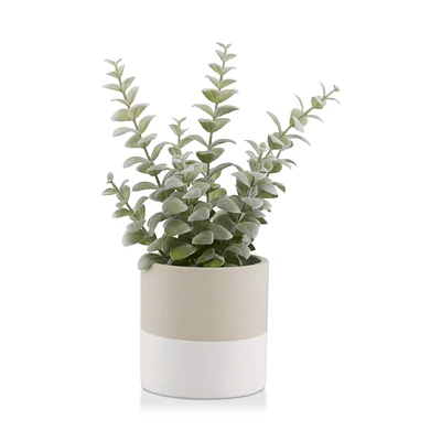 Apple Succulent in Two-Toned Ceramic Pot