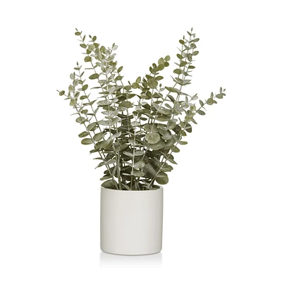 Eucalyptus in Ceramic Pot