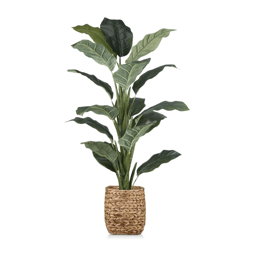 Large Ficus in Rattan Pot