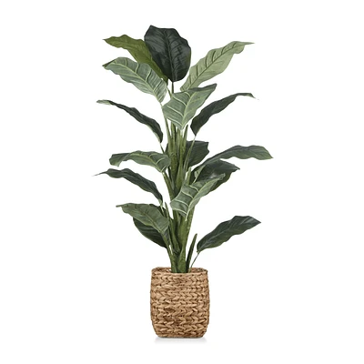 Large Ficus in Rattan Pot