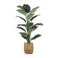 Large Ficus in Rattan Pot