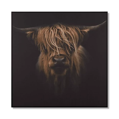 Scottish Highland Cattle Framed Printed Canvas