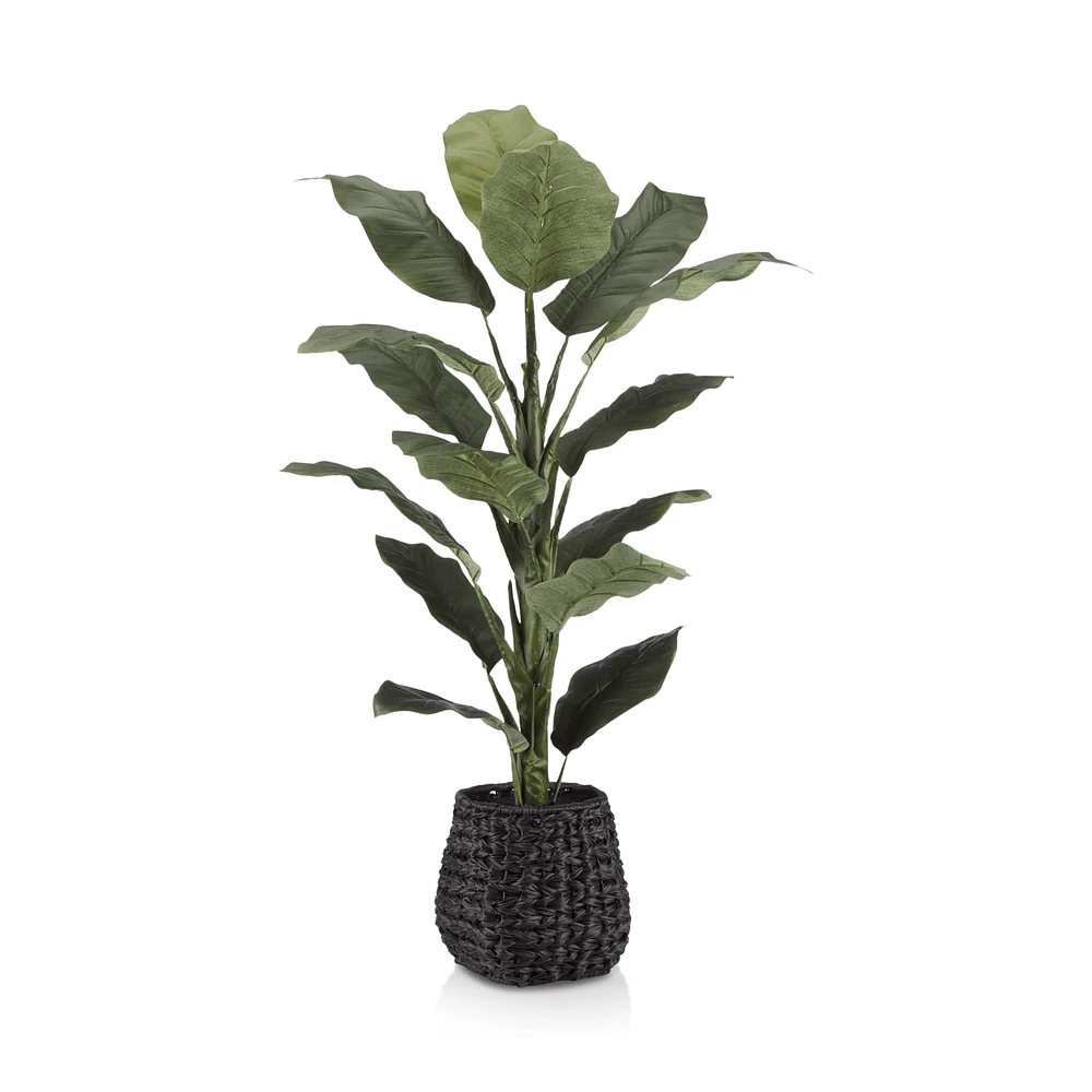 Large Ficus in Black Rattan Pot