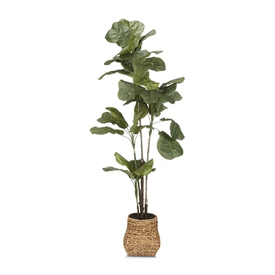 Large Fiddle-Leaf Fig Potted Floor Plant