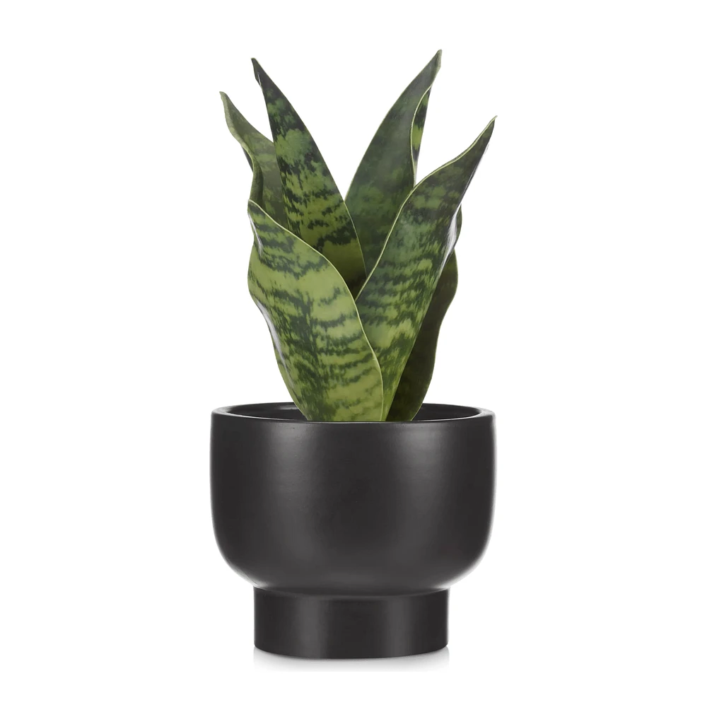 Artificial Plant in Black Matte Ceramic Pot