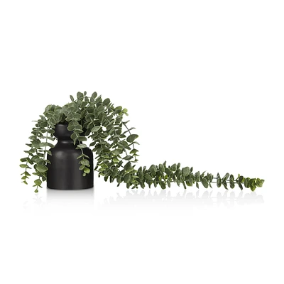 Waterfall Eucalyptus in Black Pot
