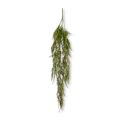 Hanging Fern