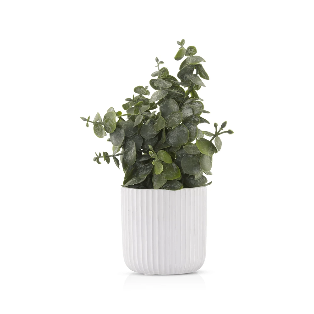 Artificial Eucalyptus in White Pot