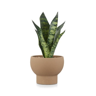 Artificial Plant in Ceramic Plant