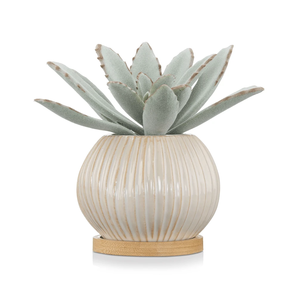 Succulent in Ceramic Pot
