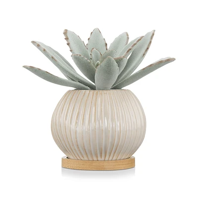Succulent in Ceramic Pot