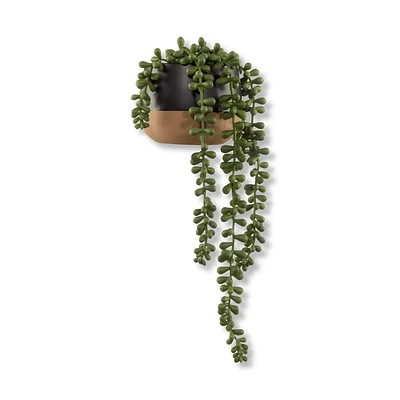 Waterfall Plant in Ceramic Pot
