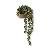 Waterfall Plant in Ceramic Pot