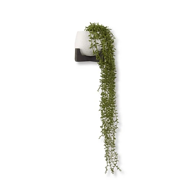Waterfall Plant in Ceramic Pot