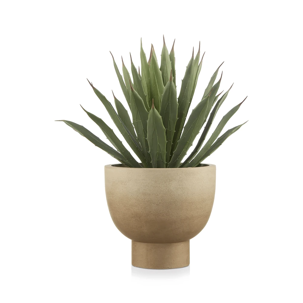 Agave in Pot