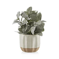 Ceramic Potted Faux Fittonia Plant